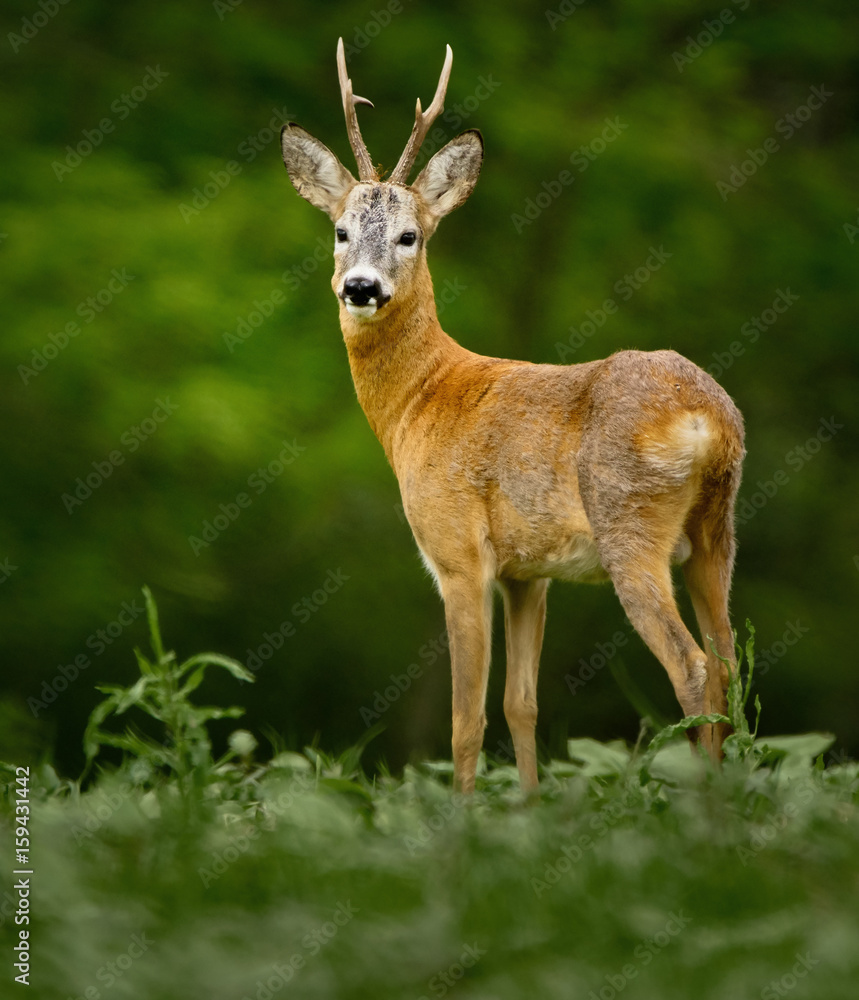 Roebuck in the forest Roebuck in the forest