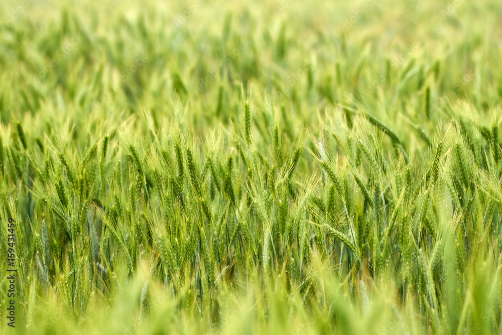 Obraz premium Green wheat ears