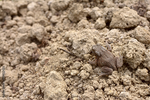 Small brown common toad with warty, dry skin