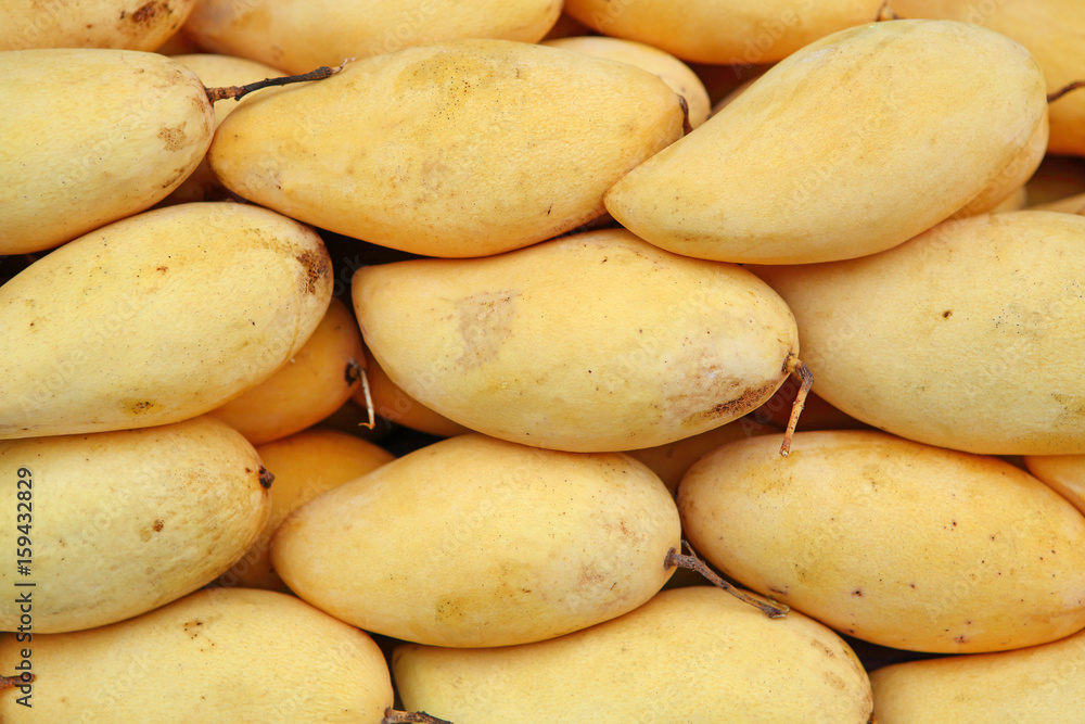 Mango honey sweet yellow species of Thailand. Mango honey sweet yellow species of Thailand.