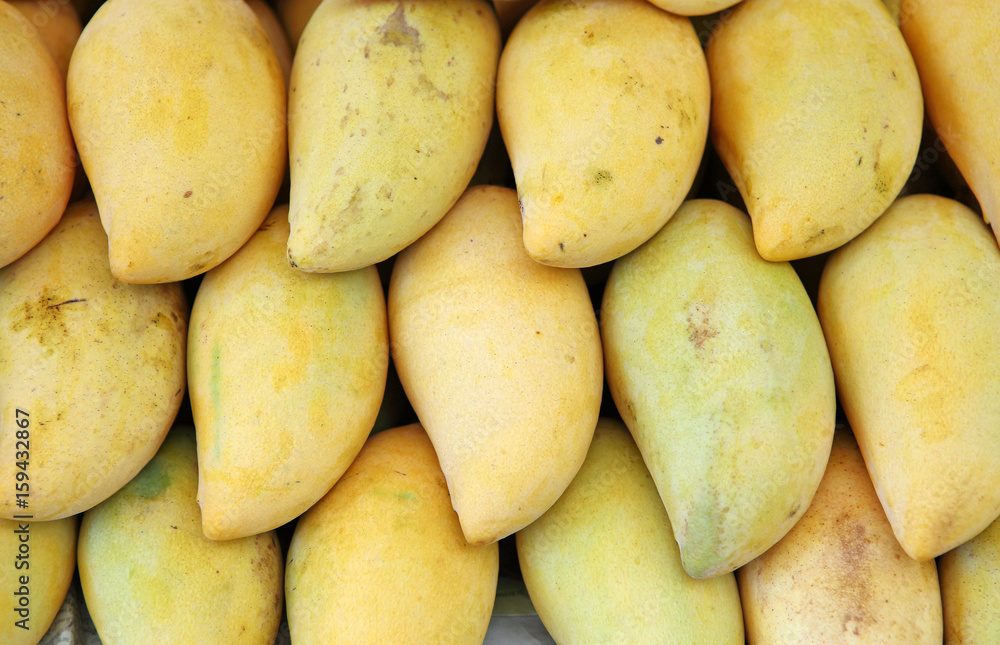 Mango honey sweet yellow species of Thailand. Mango honey sweet yellow species of Thailand.