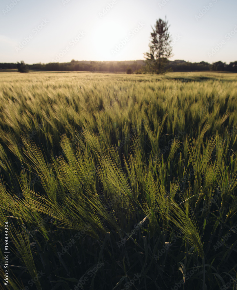 Grass on the field during sunrise. Agricultural landscape summertime