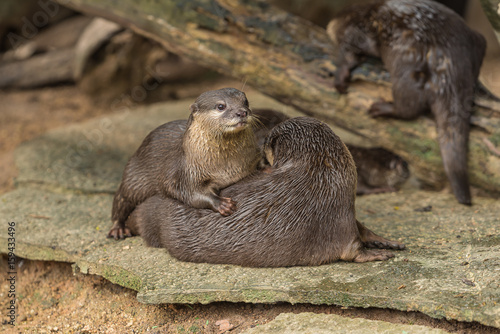 Two oriental small-clawed otters are playing with each other.