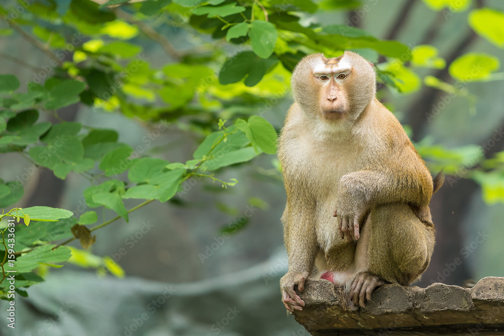 A Pig-tailed Macaque sit on the bench.