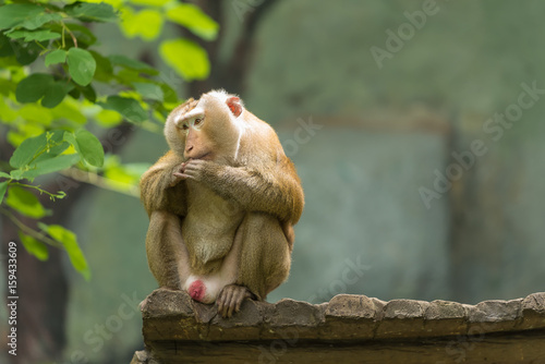 A Pig-tailed Macaque sit on the bench.