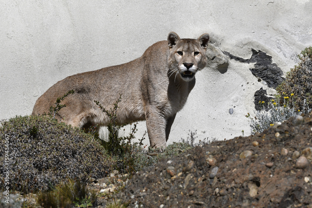 Naklejka premium Mężczyzna Puma rządzi w Patagonii.