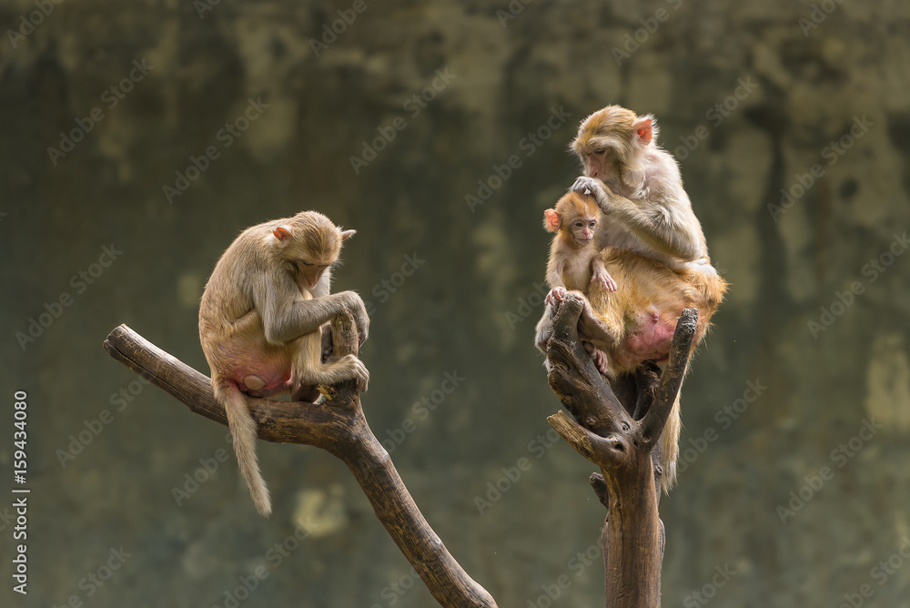 Fototapeta premium A female Rhesus macaque is picking up the lices from her baby hair while her son is sitting near by.