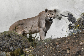 Crédence de cuisine Puma Puma mâle régnant en Patagonie  © krinkog
