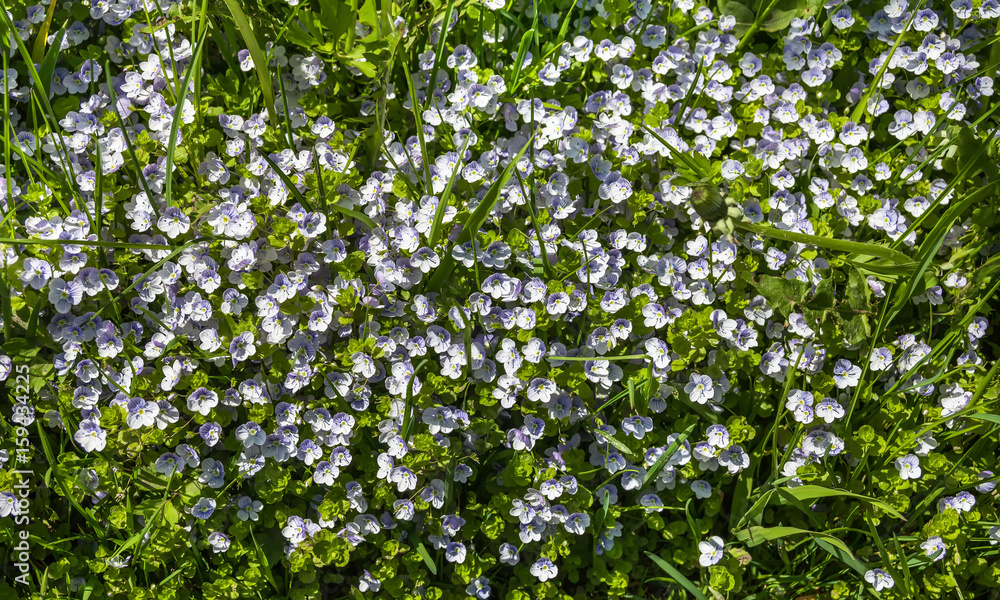 Small white flowers in the grass Small white flowers in the grass