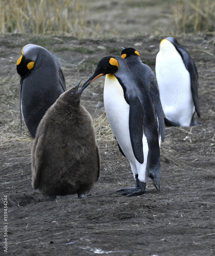 Fototapeta premium 2017018 Zon2 på Tierra del Fuego (Eldslandet), besök i Kungspingvinparken. Där skyddas en mindre koloni av kungspingviner. Föräldrarna matar en av sina ungar...Foto: Jan Fleischmann