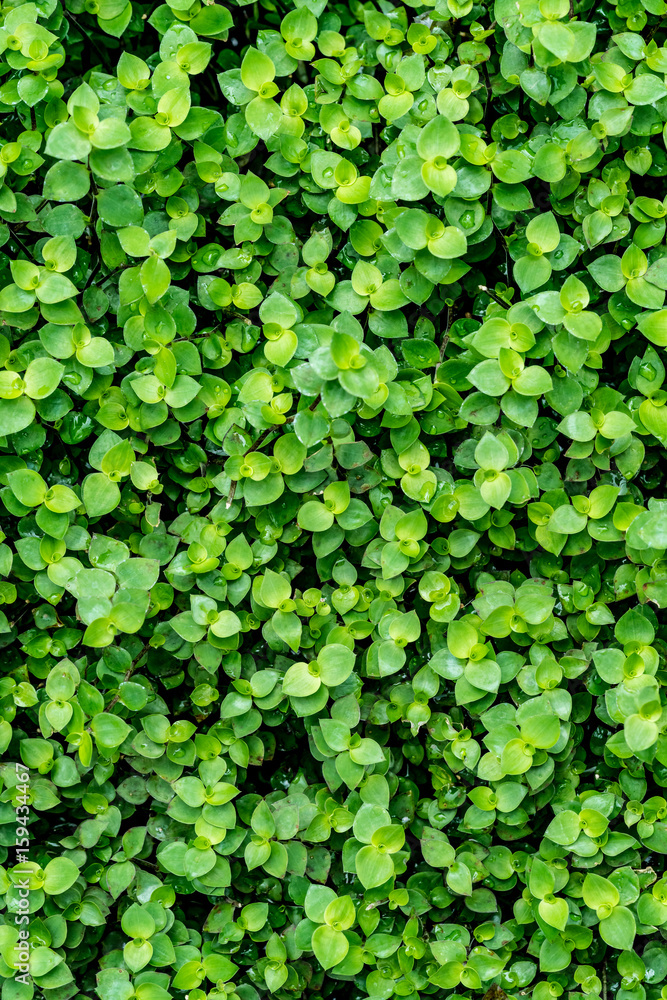 Green leaves floor Green leaves floor