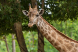 The close up photo of Giraffe head.