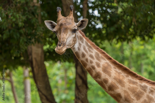 The close up photo of Giraffe head.