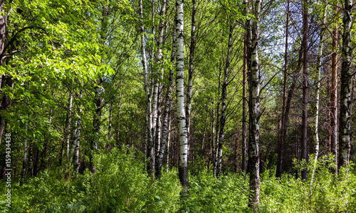 Fototapeta Naklejka Na Ścianę i Meble -  White birches in a summer forest