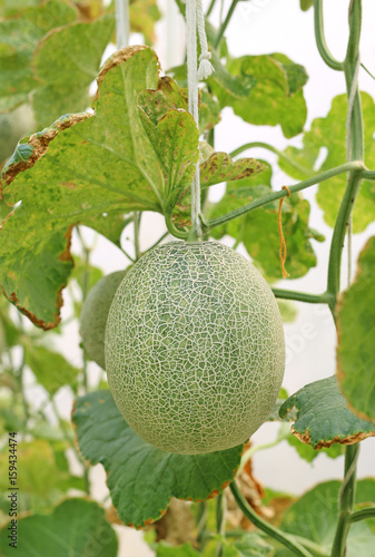 japanese green cantaloup melon in greenhouse farm.