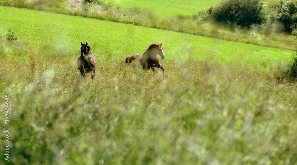 Fototapeta premium dreaming of wild horses, two beautiful horses running through high gras