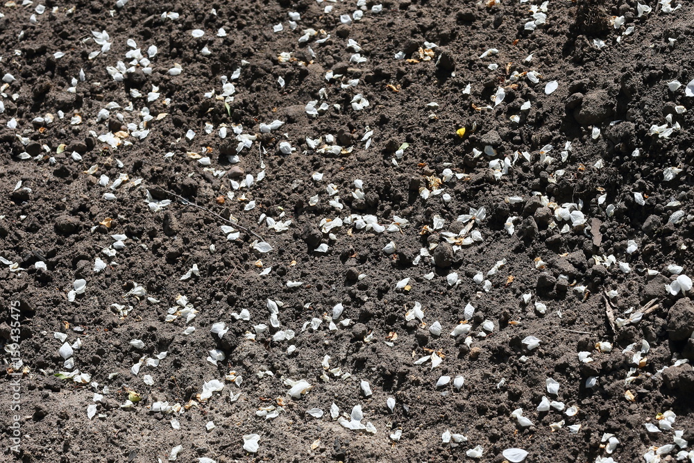 Petals of cherry blossoms on the ground Petals of cherry blossoms on the ground