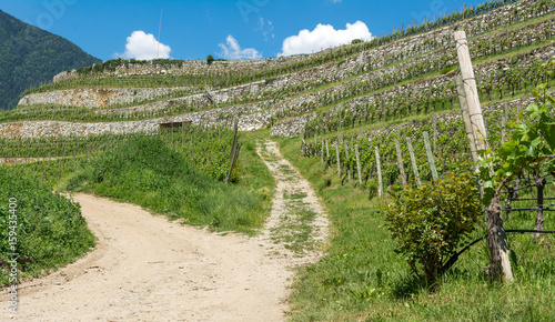 Vineyard on the South Tyrol hills in spring photo