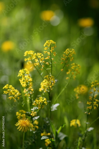 Rape Flowers