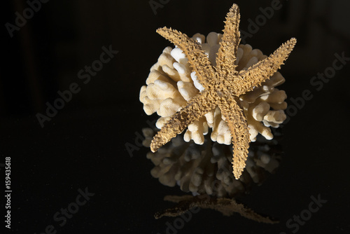 Corals on black reflective background