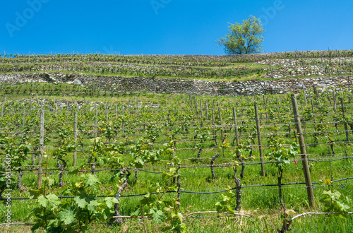 Vineyard on the South Tyrol hills in spring photo