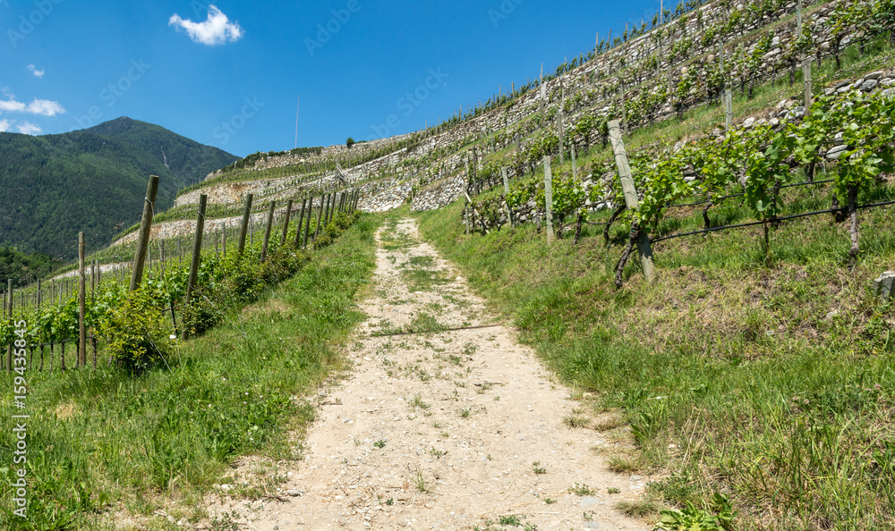 Vineyard on the South Tyrol hills in spring