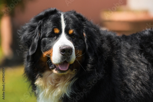 Bernese Mountain Dog in the summer meadow