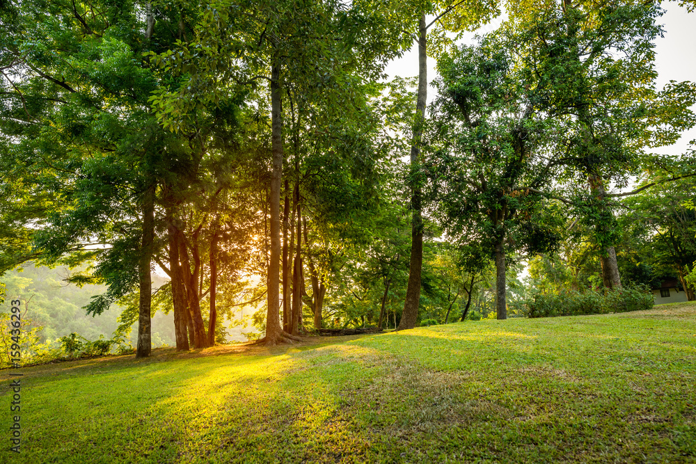 Sun shinning through trees in the green park