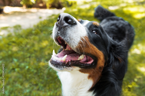 Bernese Mountain Dog in the summer meadow