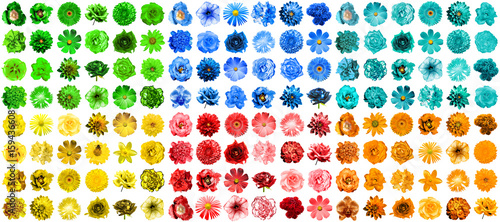 Fototapeta Naklejka Na Ścianę i Meble -  Mega pack of 144 in 1 natural and surreal blue, orange, red, green, turquoise and yellow flowers isolated on white