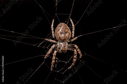 Spinne in ihrem Netz vor schwarzem Hintergrund