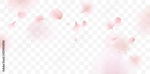 Fototapeta Pink sakura petals falling background