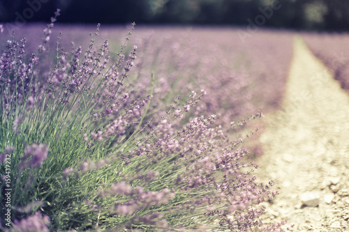 Lavender in Provence