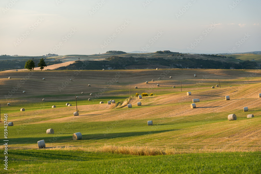 Green yellow wheat field with golden hay bales in Tuscany Italy at sunrise sunset in summer