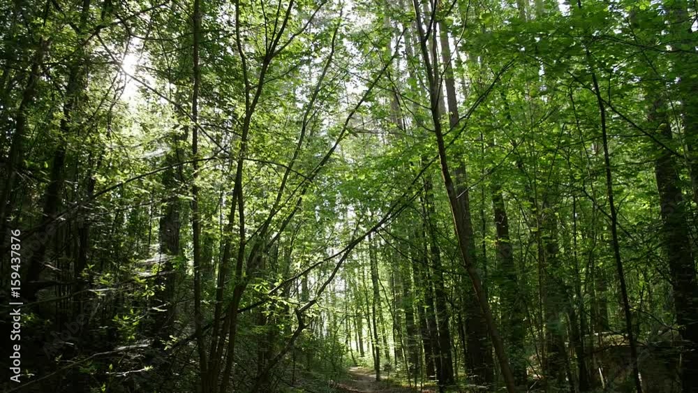 Personal perspective of walking on a path in the forest. Spring time. Personal perspective of walking on a path in the forest. Spring time.