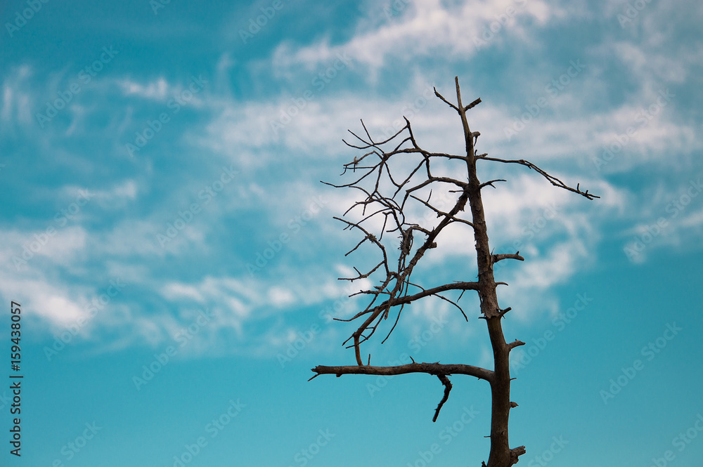 Bare tree silhouette against blue sky background Bare tree silhouette against blue sky background
