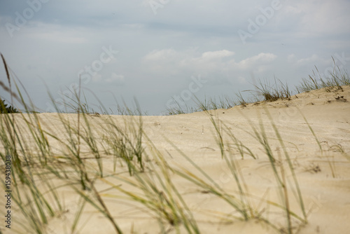 Sand dunes in Letea forest   in the Danube Delta area  Romania  in a sunny summer day