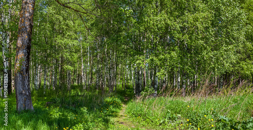 Fototapeta Naklejka Na Ścianę i Meble -  Birch Forest on a Sunny Day