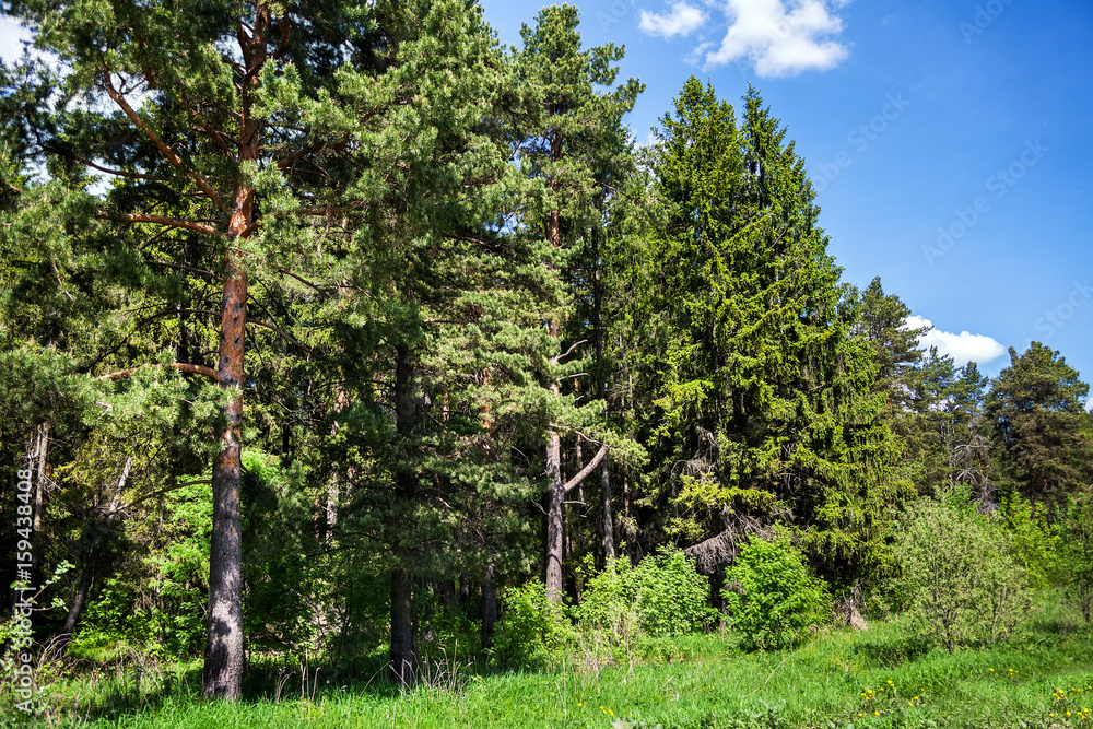 Fototapeta premium Coniferous forest in temperate climate