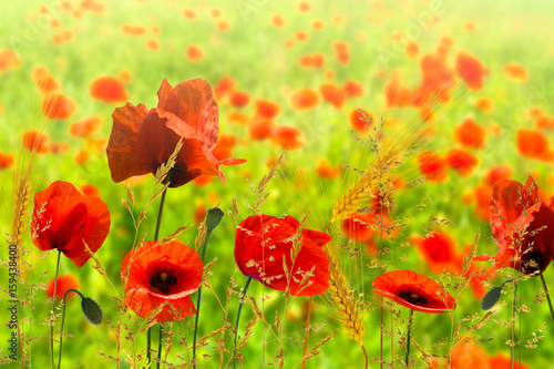 Fototapeta Naklejka Na Ścianę i Meble -  sommerwiese mit mohnblumen und gras