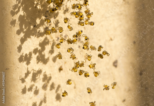 Spider babies on the web. Newborn spiders hanging on the web.