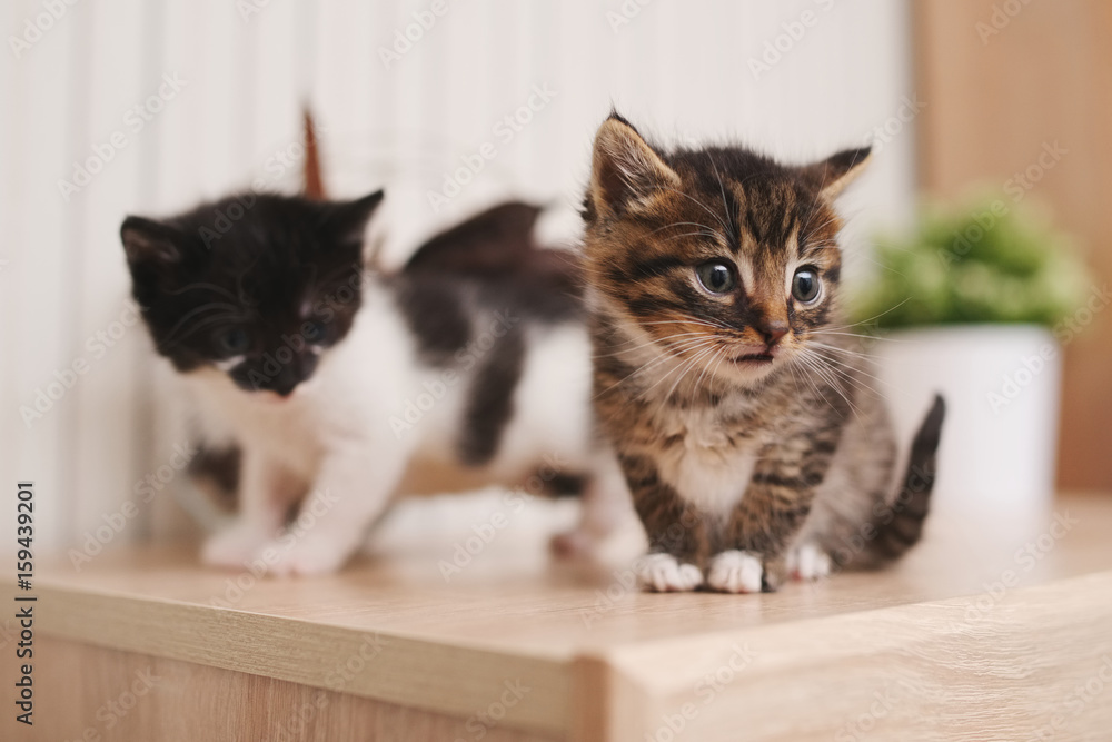 beautiful kitties on bright background beautiful kitties on bright background