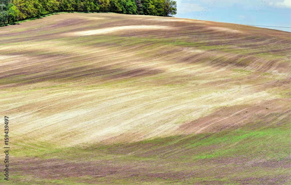 Colorful fields in the evening in South Moravia, Czech Republic