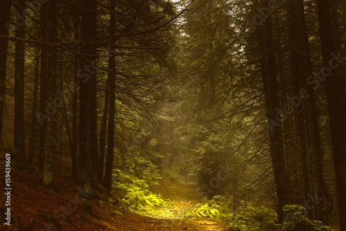 Pine dark autumn forest in fog