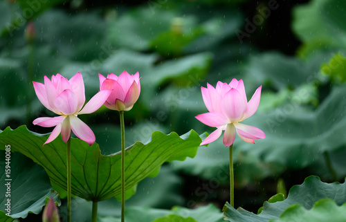 lotus in the rain