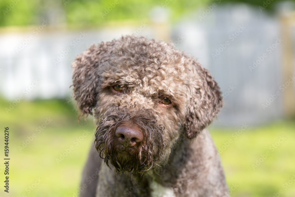 Brown dog posing outdoors. The dog is looking at the camera. The dog breed is Lagotto Romagnolo also known as the truffle dog.