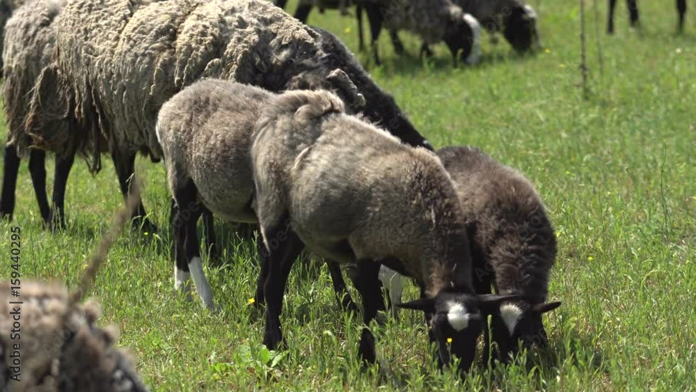Sheeps chewing a grass at field. Farming. Sheeps chewing a grass at field. Farming.