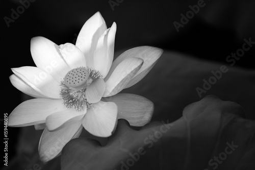 lotus in black and white