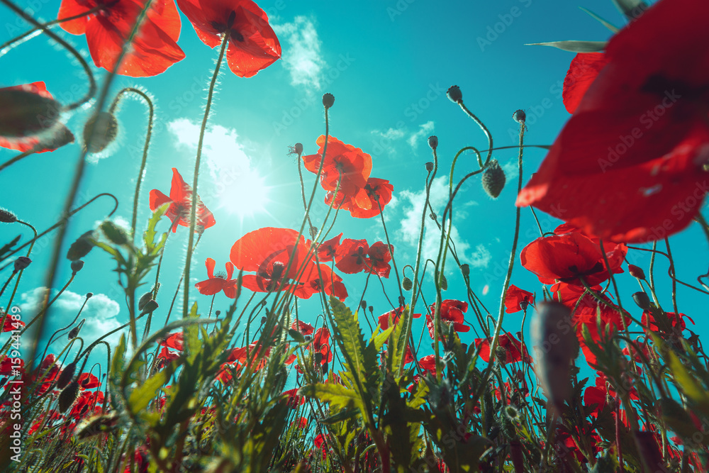 Obraz premium Closeup of fresh, red poppy flowers on a green field, in the sun, scenic scene