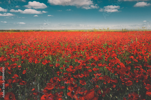 Fototapeta Naklejka Na Ścianę i Meble -  Field of red poppies against the blue sky scenic landscape
